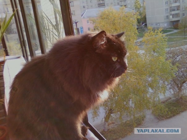 Котовторник  от 3.04.2012