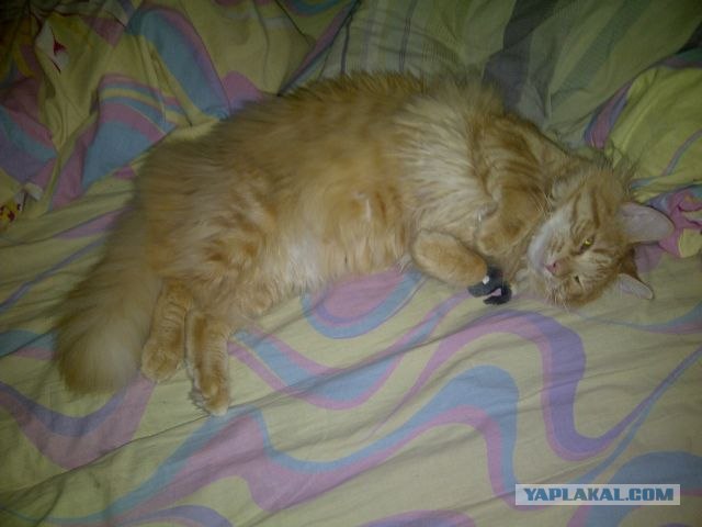 Котовторник 29.05.2012