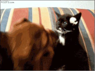 Котовторник   5.06.2012