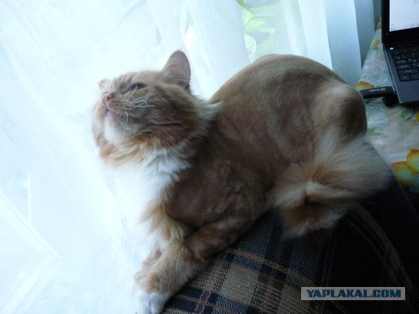 Котовторник  14.08.2012.