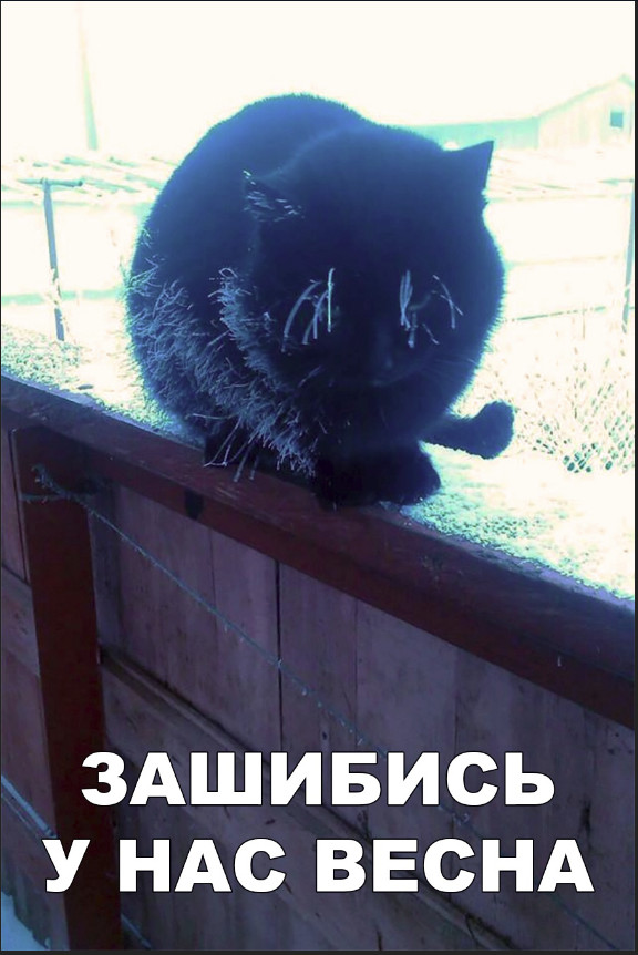 Забавные фото котеек