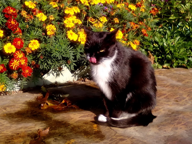 Котовторник!