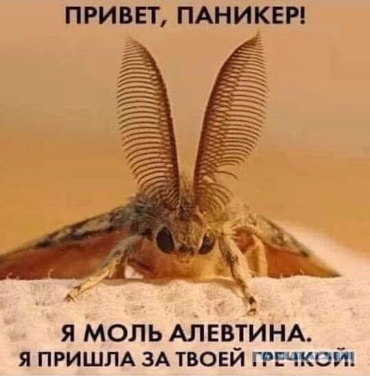 Коммерсанты с авито