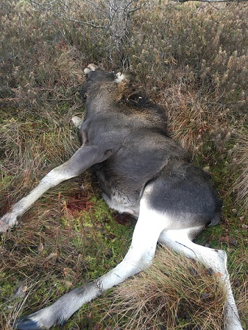 Браконьеры убили четырех лосей в Ленинградской области