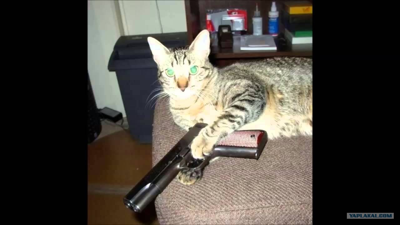 кот стреляет. кот с пулеметом. кот стреляет. коты с оружием. оружие из кота.