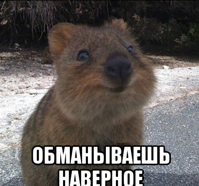 ЯПовцы Белгорода, вы там совсем?!