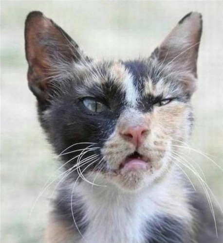 Калейдоскоп картинок