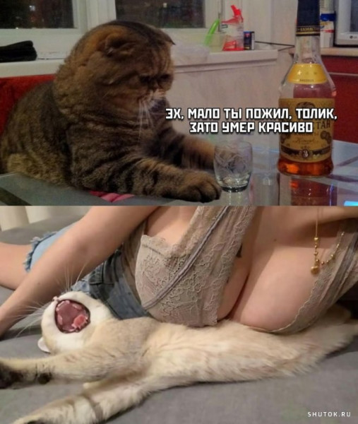 Весёлый полтишок 29.06.22