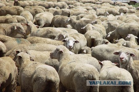 Такое может быть только в Голландии