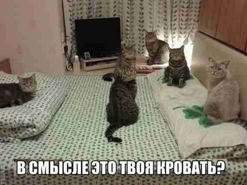 Жизнь домашнего приюта "Котоленд" 428