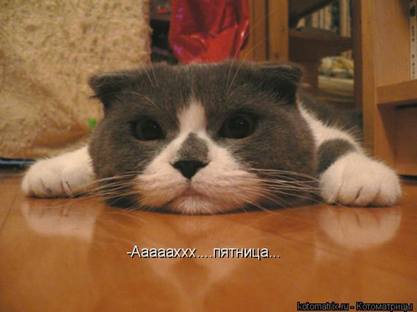 сегодня праздник
