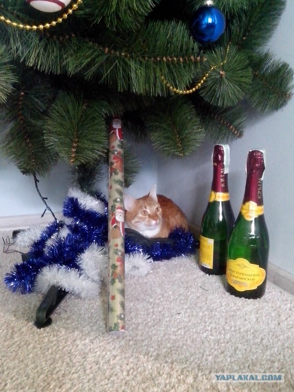 Котовторник   31.12.  2013