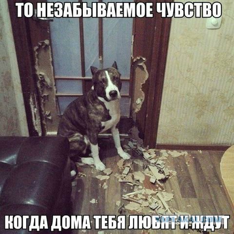 Картинки