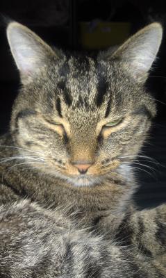 Котовторник 30.12.2014