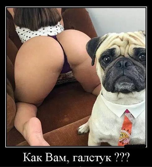 Демотиваторы вторника