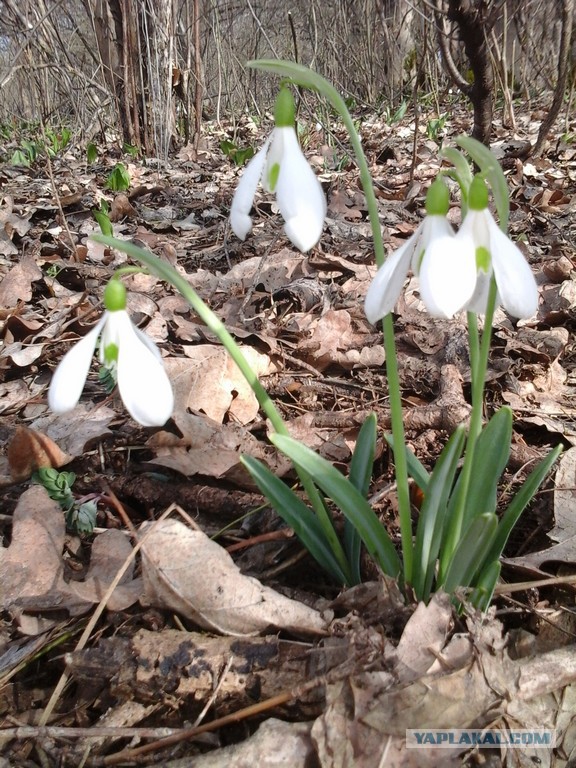 Вкусное обаяние Кулинарии, Повара ЯПа поздравляют милых дам!