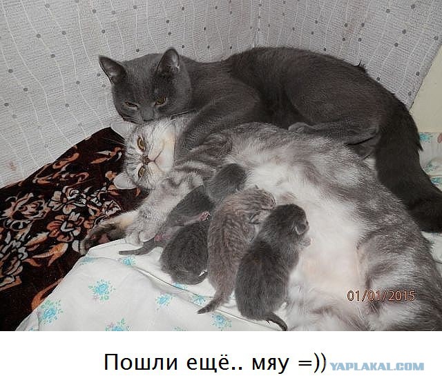 Котовторник 24.03.2015