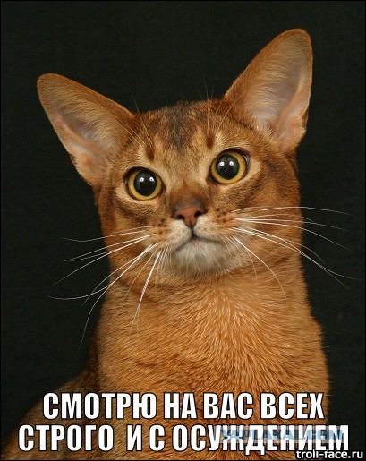 Про кошек