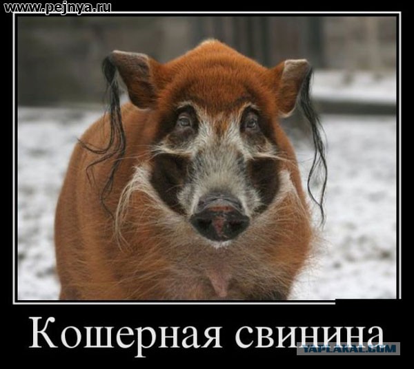 Российские еврие