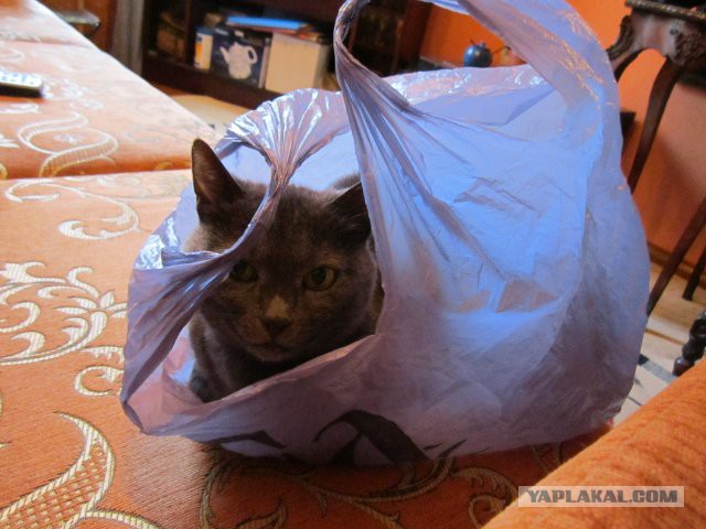 А ты играй, играй котейка!