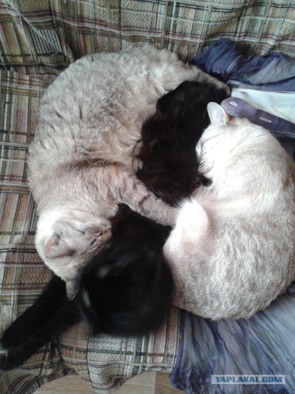 Котовторник 7.07.2015