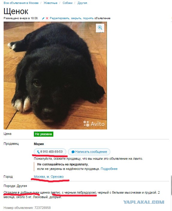 Объявление О Продаже Собаки