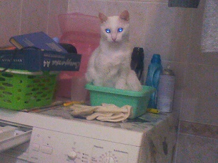 Встречайте кота с самыми красивыми в мире глазами