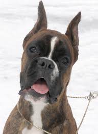 Отказал цыганам