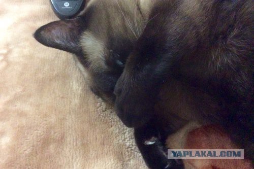 Котонадзор