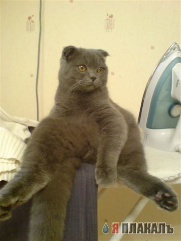 КошкоЛето!