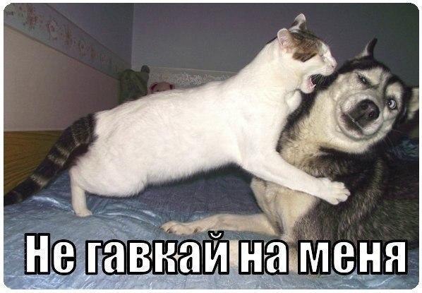 Мохнатые беспредельщики