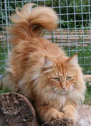 Котовторник 09.08.2016