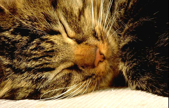 Котовторник на ЯПе (29.01)