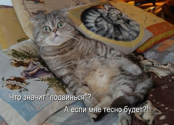 Коты из сети