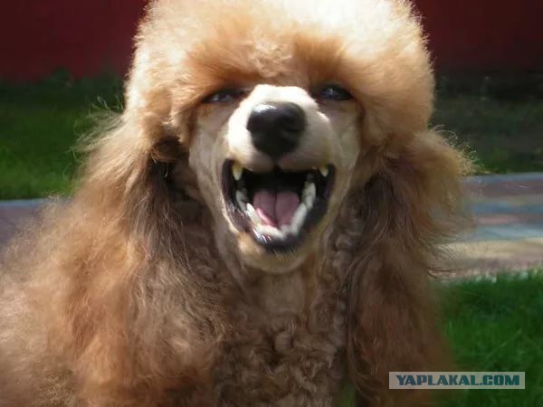 В Москве собака бойцовой породы насмерть загрызла пуделя на глазах у хозяев