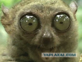 Когда на ЯПе...