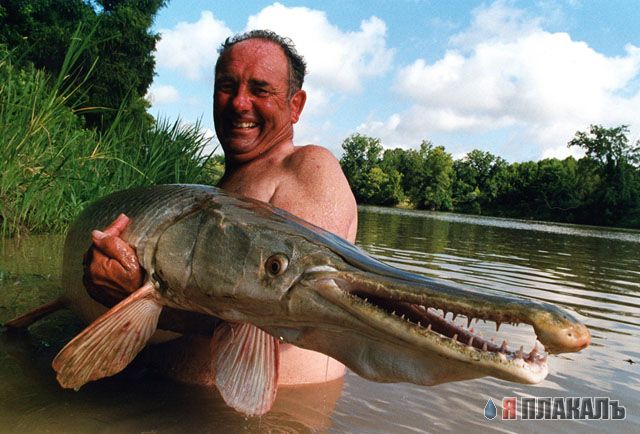 Не плавайте в Реке Конго!