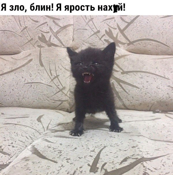 Коты и Кошки
