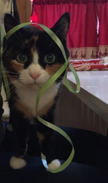 Коты и Кошки