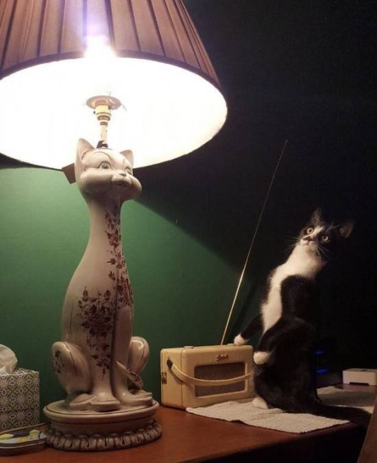 Коты и Кошки