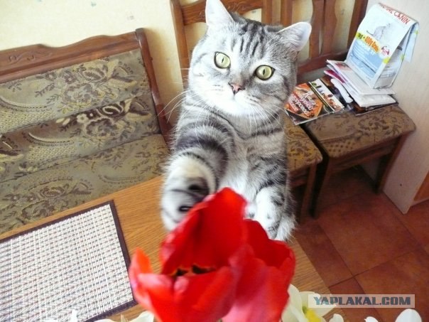 Котовторник на ЯПлакалъ (15.07.2008)