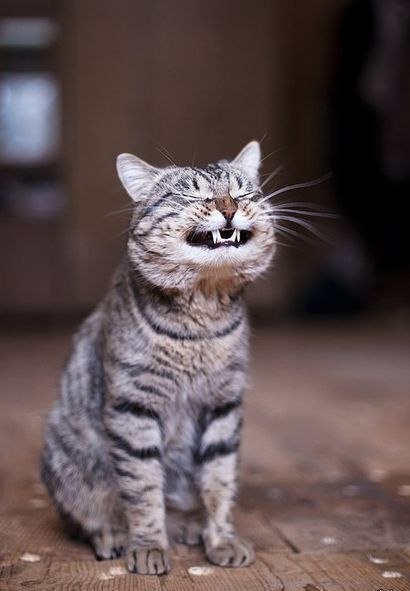 Немного милоты