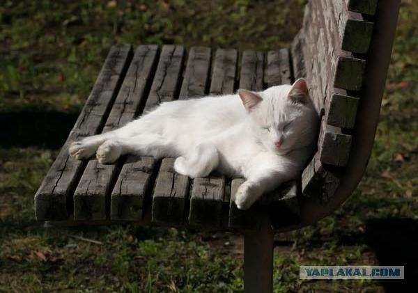 Вторничный котометъ на ЯПлакалъ