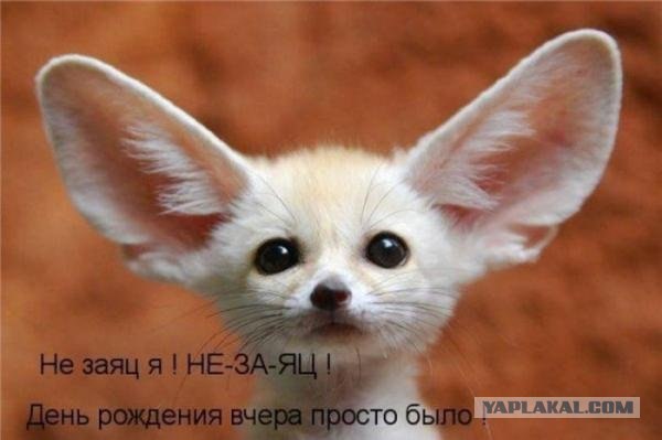 Картинки о животных