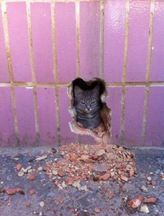 Прикольных котов пост