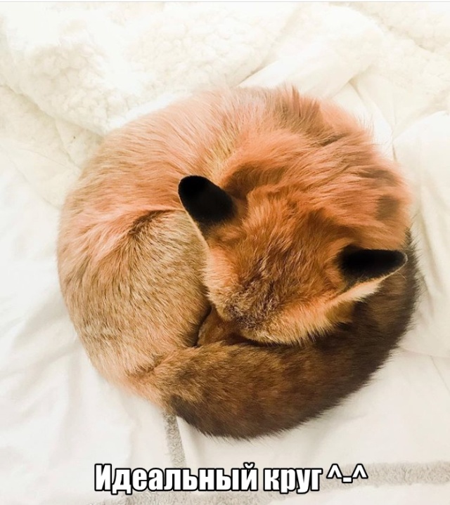 Милые животные. Мимиметр сломался