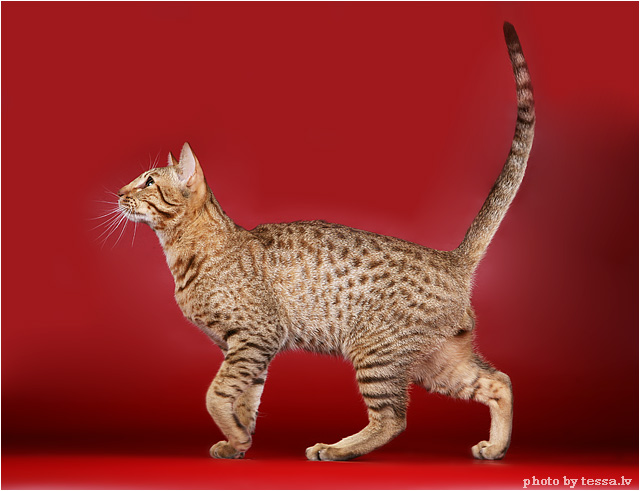 Котовторник 17 августа