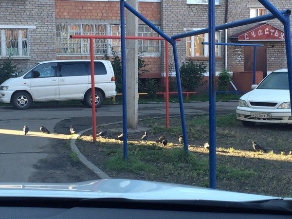 Милые животные. Мимиметр сломался