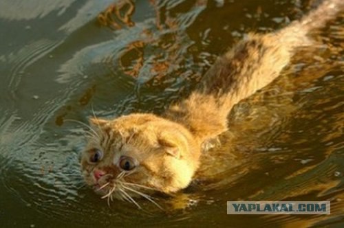 Котовторник объявляется открытым!