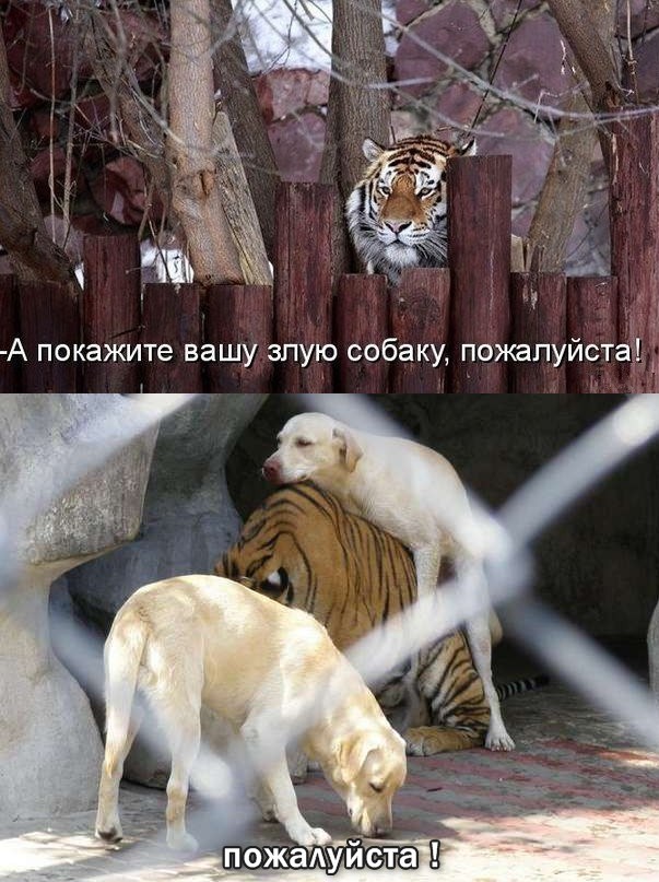 Неадекват - вот наш формат!